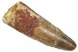 Fossil Spinosaurus Tooth - Real Dinosaur Tooth #372899-1